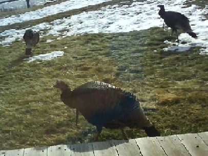 094 Turkeys 29th Nov.jpg